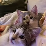 My two perfect kittens cuddling